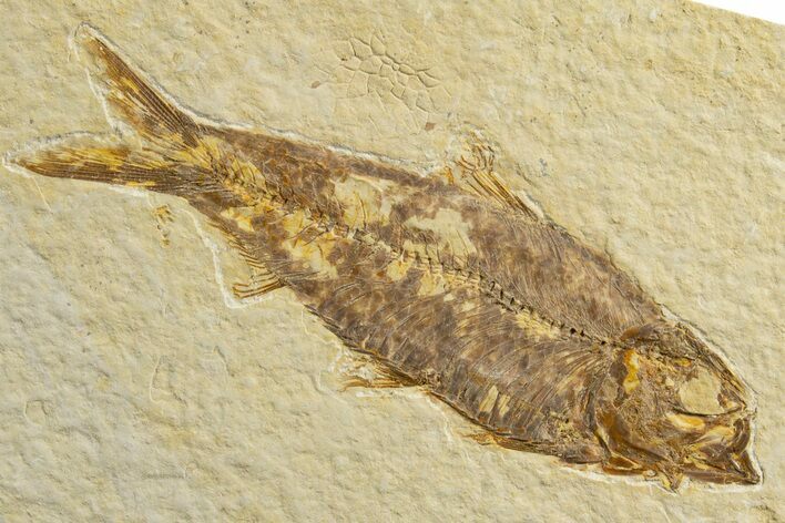 Detailed Fossil Fish (Knightia) - Wyoming #333818
